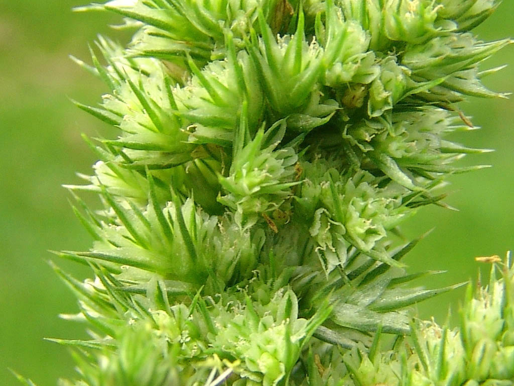 Red-root Amaranth, Redroot Pigweed, Red Rooted Pigweed, Common Amaranth, common tumble weed
